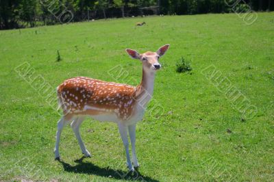 White-Tailed Deer