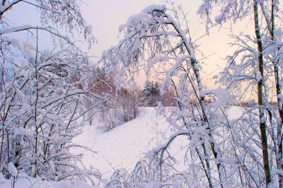 Winter forest