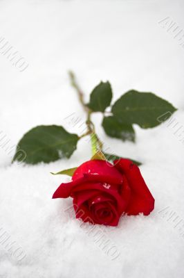 Red rose on snow