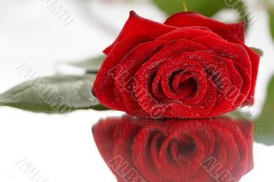 Red rose laying on a mirror
