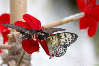 Two flitting butterflies on a red flower