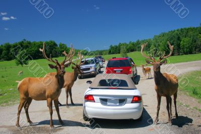 Deer family in Omega park in Canada