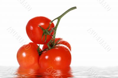 tomatoes vine with clipping path