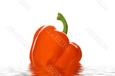 Sweet pepper in water