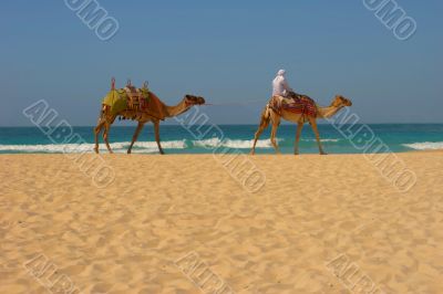 Camels, desert and ocean
