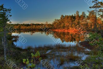 Autumn wood