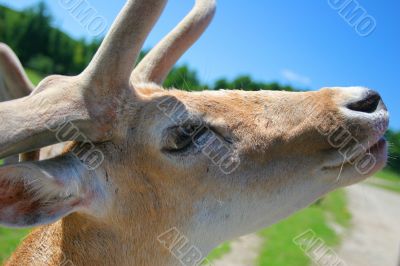 White-Tailed Deer