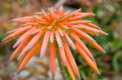 Graceful lonely tropical flower in foliage