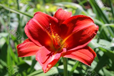 Graceful lonely tropical flower in foliage