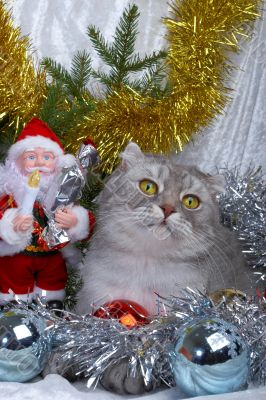 Christmas cat and Santa Claus