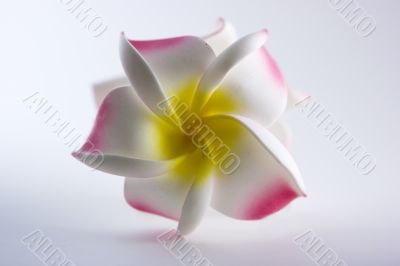 Artificial flower