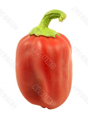 Red Pepper