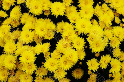 Yellow chrysanthemum.
