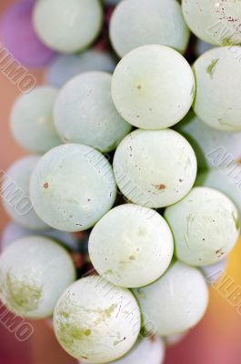 Close-up of a bunch of grapes