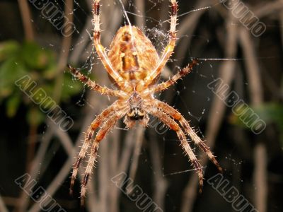 Fearsome garden spider