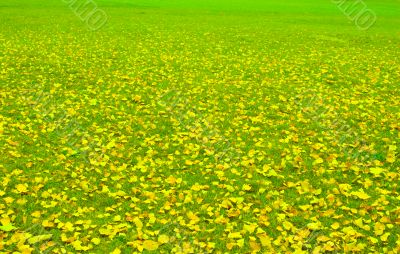 Autumn Field.