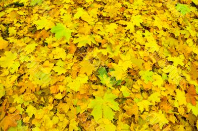 Blanket of Leaves.