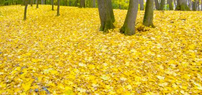 Autumn.