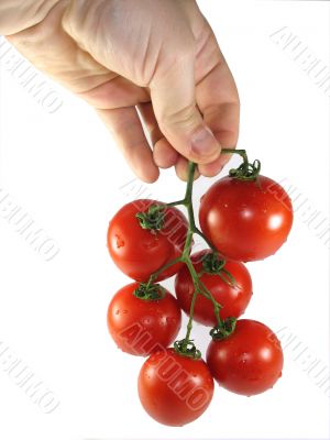 Man`s hand holds a tomato