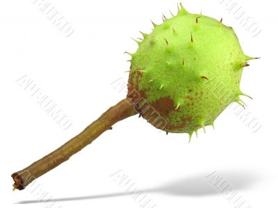Green chestnut with shadow isolated over white background