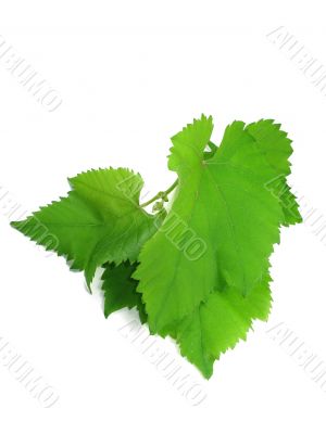 Green grape leaves isolated over white background
