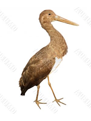 An stork isolated over white