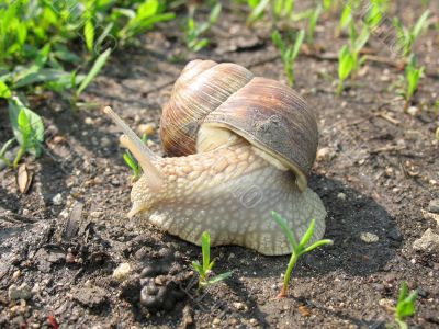 Little snail in the garden