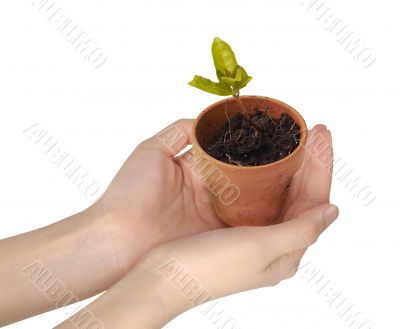 Human hands holding a young growing plant isolated