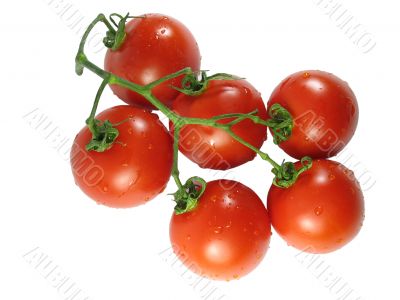 Red tomatos isolated over white