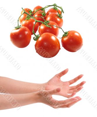 Two woman hands holding tomatos