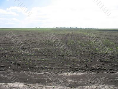 agricultural field