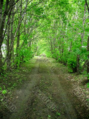 Road through a green forest