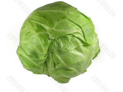 Green cabbage vegetable isolated