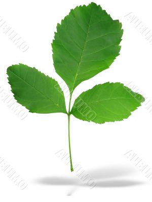 Abstract three green leaves with shadow isolated over white back