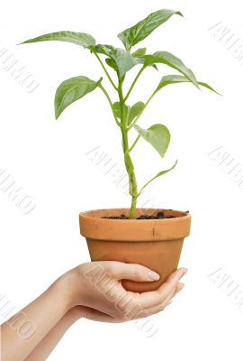 Human hands holding a growing plant isolated over white background