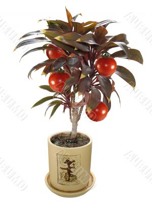 tree with tomatoes concept isolated