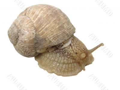 Isolated snail from a garden