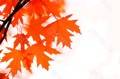 autumn leaves, shallow focus