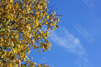 Yellow tree on sky