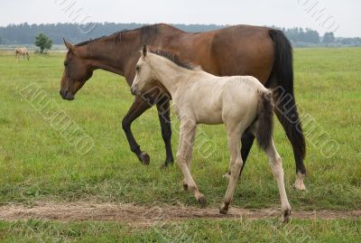 Horse with her foal