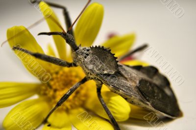 Armored Beetle
