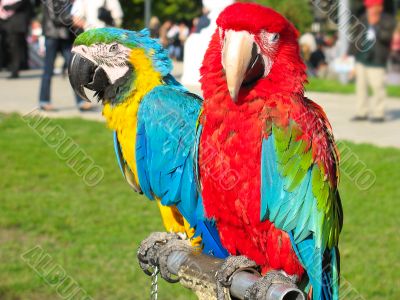 two beautiful bright colored macaws parrots sitting on a support