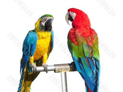 two beautiful bright colored macaws parrots isolated over white background