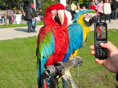 two beautiful bright colored macaws parrots posing for a photo