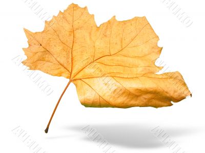 Beautiful golden Fall leaf isolated in white