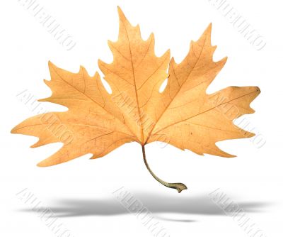 yellow autumn tree leave with shadow isolated over white background