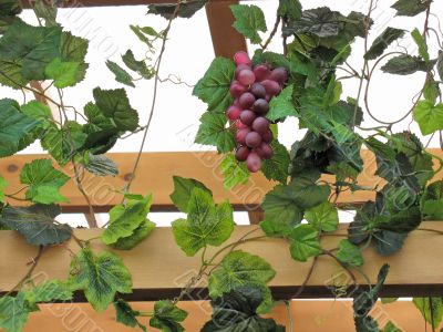 grape with leaves growing on a wooden fence