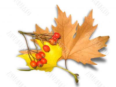 yellow autumn leaves and berrys with shadow isolated over white background