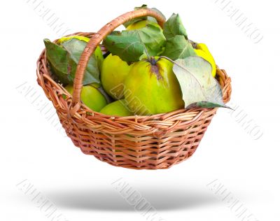 Wicker basket with quince and leaves isolated over white background