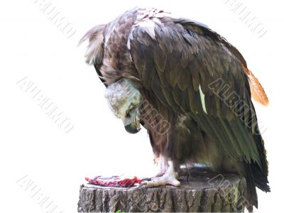 griffon vulture eagle eating meat isolated over white background